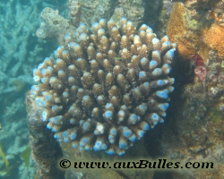 Exposition 'Nouvelle-Cal�donie Terre de Corail' � l'aquarium du Palais de la Porte Dor�e