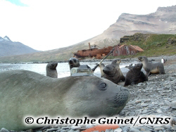 Projet SEaOS, El�phants de mer oc�anographes