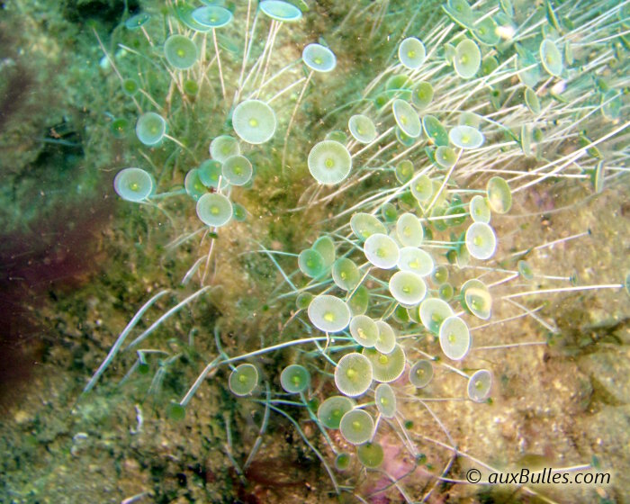 L'acétabulaire est une algue verte composée d'une longue et fine tige à l'extrémité de laquelle est reliée une petite coupelle caractéristique en forme de ventouse.