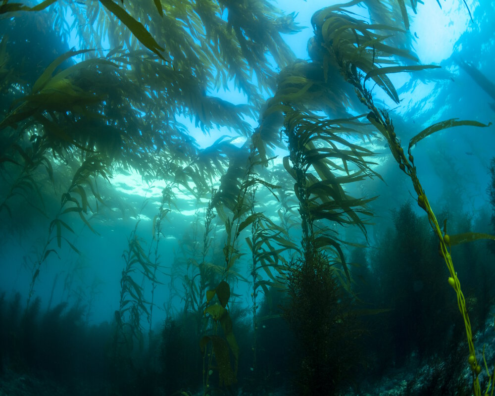 Le paysage classique d'une forêt de laminaires au large de la Californie