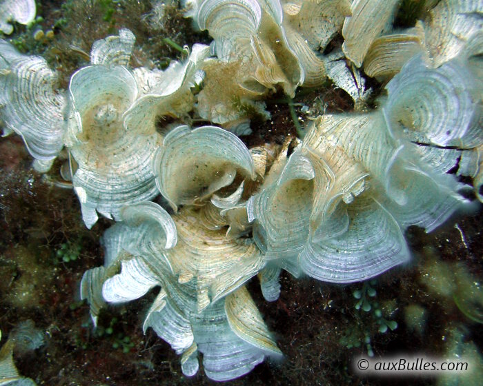 La padine est une algue brune qui est facilement identifiable par sa forme en cornet et sa couleur blanchâtre.