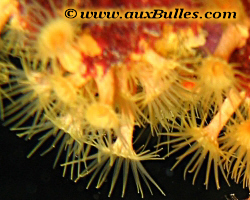 Cnidaires, An�mone encro�tante jaune [Parazoanthus axinellae]