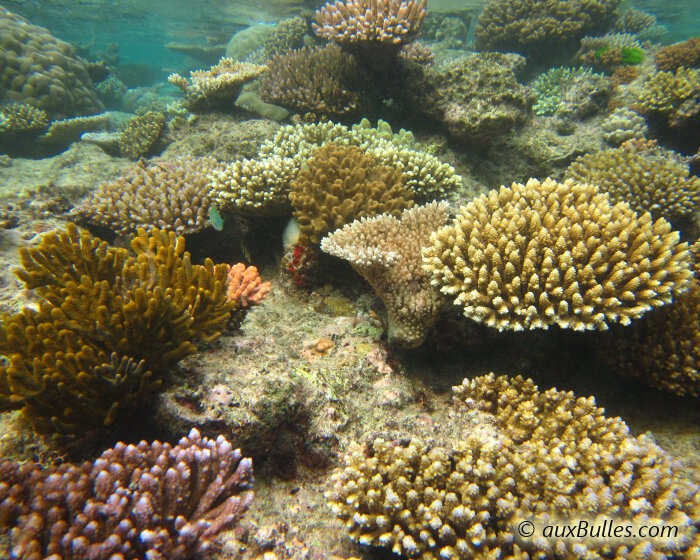 La Grande Barrière de Corail abrite plus de 400 espèces de coraux !