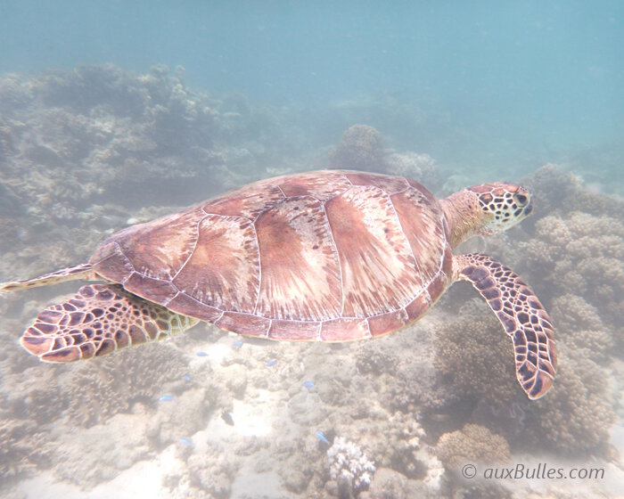Les tortues de mer sont des habitantes des eaux de Stradbroke, une ile de sable au large de Brisbane
