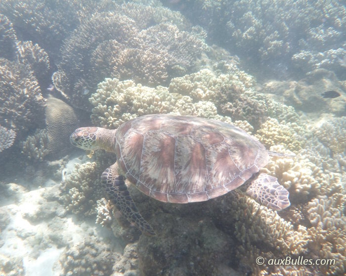 Le plus souvent, les tortues marines peuvent être observées dans les eaux proches de la promenade de North Gorge