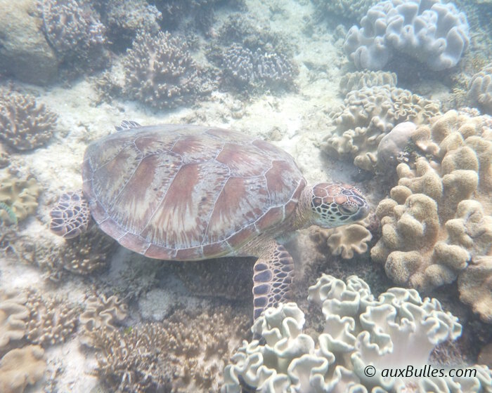 Les tortues marines naissent sur les plages nord de Stradbroke pendant les mois de décembre à février