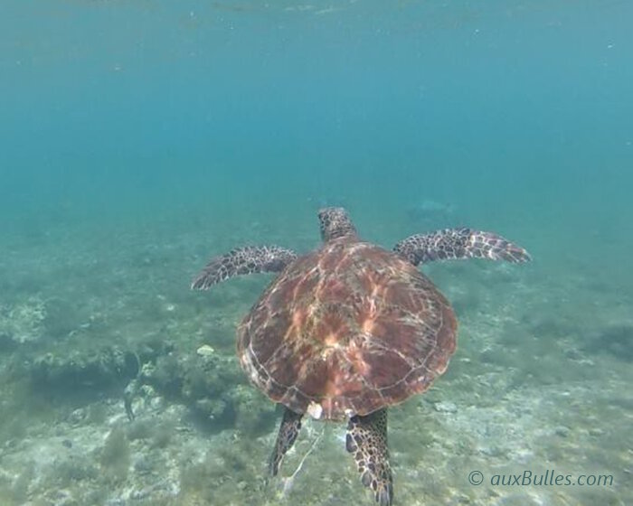 A l’âge adulte, les tortues de mer reviendront pondre sur les plages de Straddie qui les ont vu naitre !