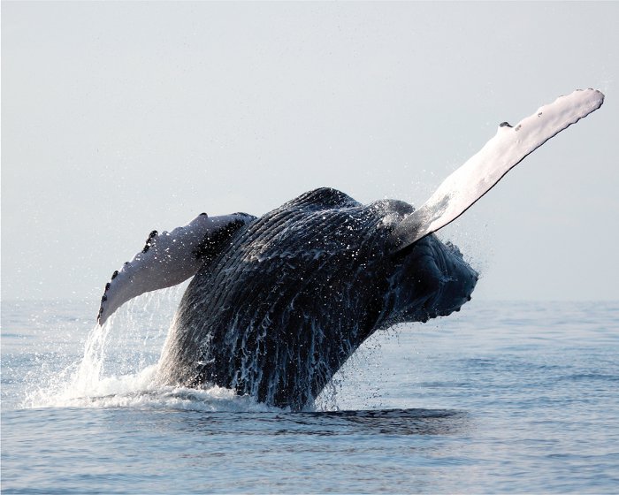 Les acrobaties aériennes d’une baleine à bosse !