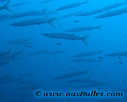 Banc de Barracudas, Méditerranée, 2006 Banc de Barracudas