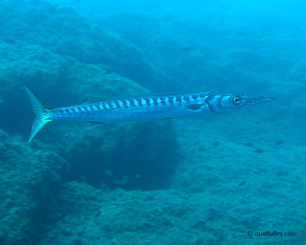 barracuda-sphyraena-viridensis-01.jpg