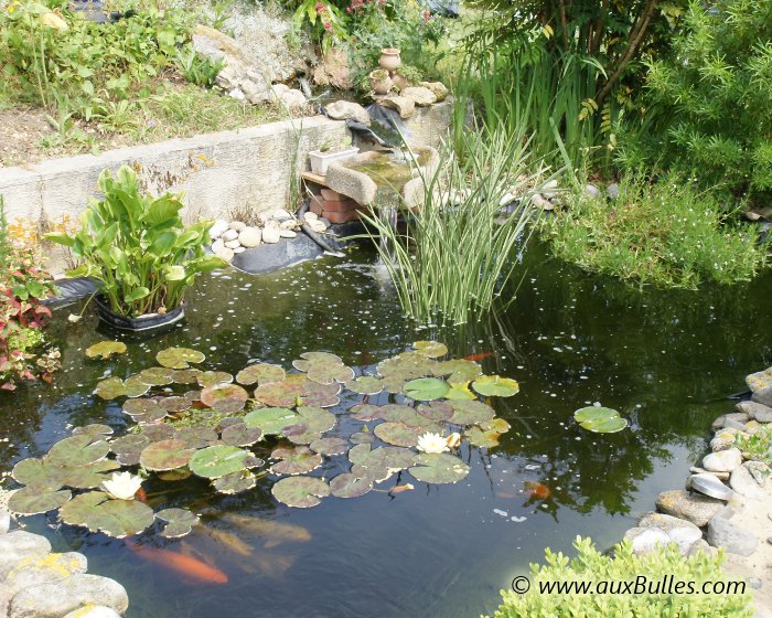 Entretien piscine naturelle Chalon sur Saône : bassin de jardin, aquarium 