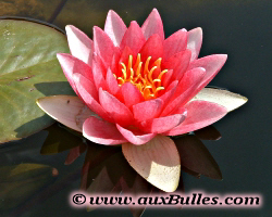 R�alisez son bassin, fleur de n�nuphar