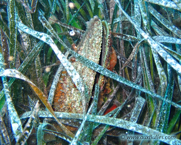 Une grande nacre sur un site de plongée de la réserve de Port Cros