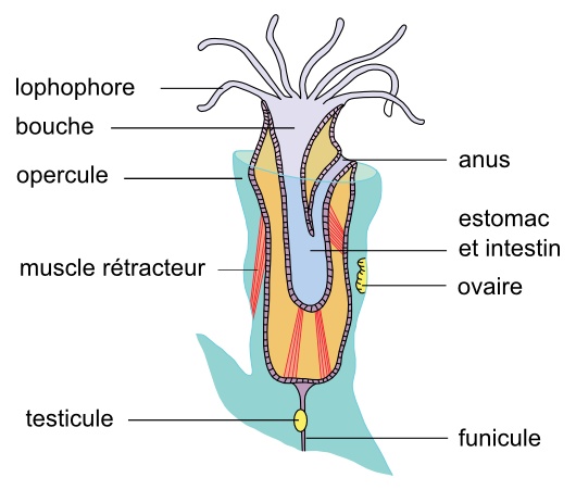 L'anatomie des bryozoaires