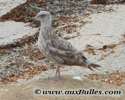 Oiseaux Marin, California Gull Oiseaux Marin, California Gull