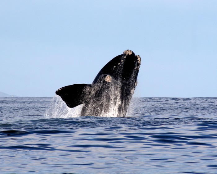 La baleine franche australe réalise parfois des bonds à la surface de l'eau.