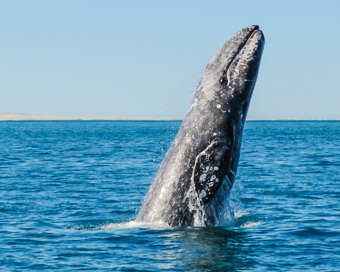 La baleine grise réalise parfois des bonds à la surface de l'eau.