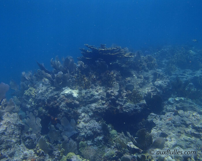De part la taille imposante de ses branches et sa forme arbustive caractéristique, le corail corne d'élan se démarque du reste du récif !