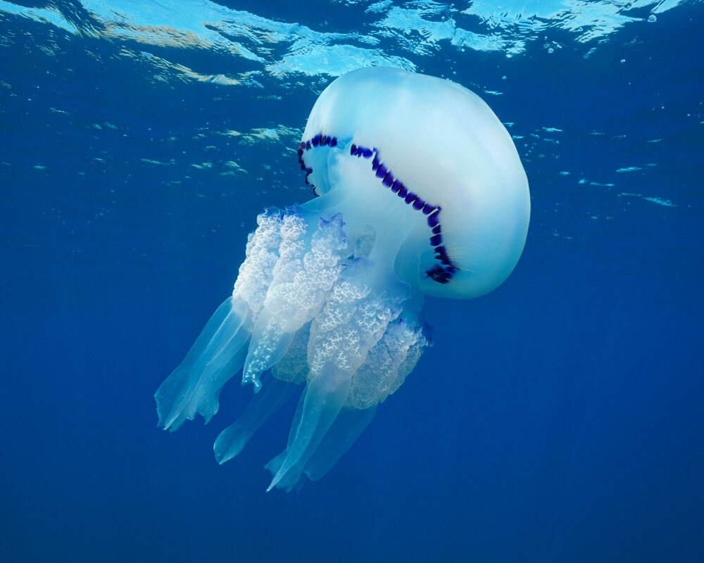 La méduse chou-fleur (Rhizostoma pulmo)