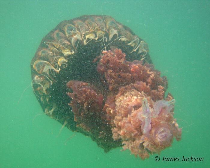 Difficile de ne pas se sentir « tout petit » face à cette gigantesque méduse noire lors de ces apparitions occasionnelles dans les eaux côtières du sud de la Californie.