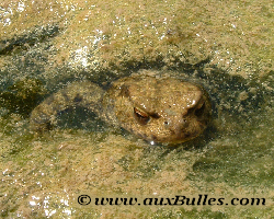 Les batraciens avec le crapaud