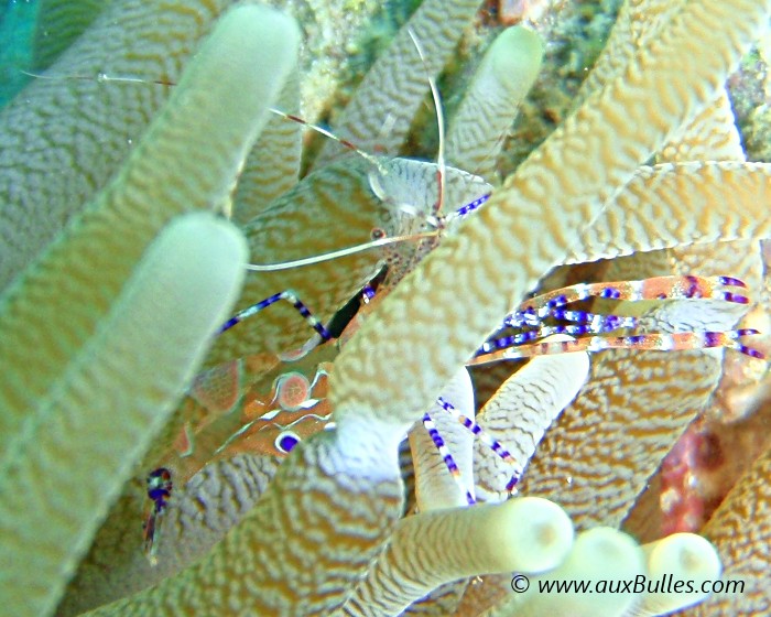 La crevette nettoyeuse du Yucatan est facilement observable glissée parmis les tentacules de l'anémone dans laquelle elle trouve refuge ! La crevette nettoyeuse du Yucatan est facilement observable glissée parmis les tentacules de l'anémone dans laquelle elle trouve refuge !