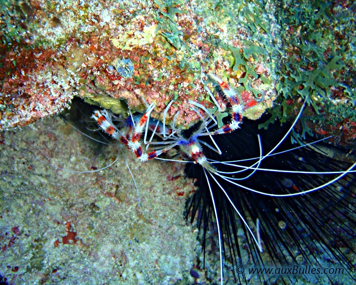 La crevette nettoyeuse Stenopus hispidus se caractérise par son corps et ses grandes pinces recouvertes de larges bandes rouges et blanches.