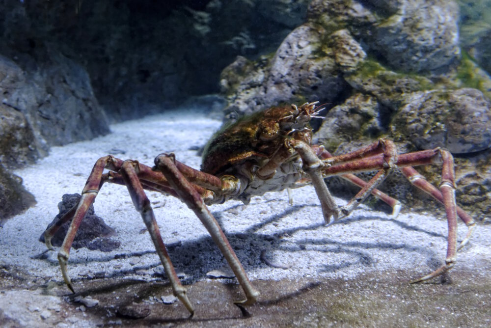 Le crabe araignée géant du Japon (Macrocheira kaempferi)