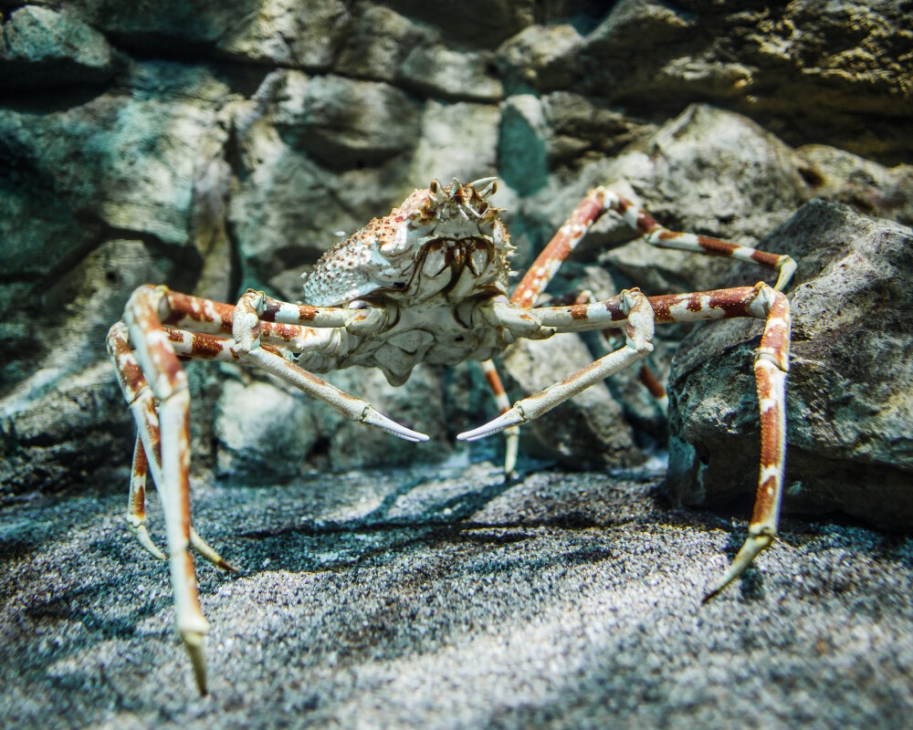 Le crabe araignée géant du Japon (Macrocheira kaempferi)