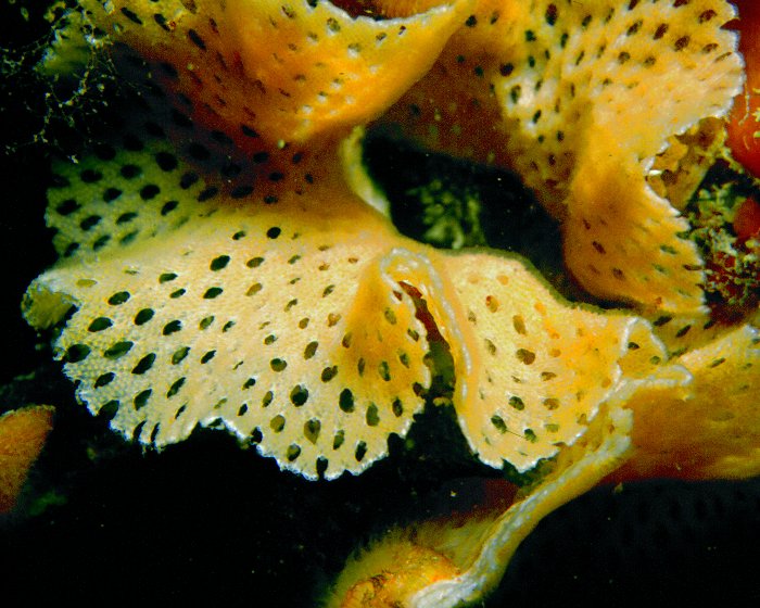 Une colonie de bryozaires : la dentelle de Neptune