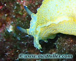 Mollusque, Gast�ropode, Nudibranche, Doris g�ant [Hypselodoris elegans]