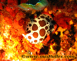 Mollusque, Gast�ropode, Nudibranche, Doris dalmatien