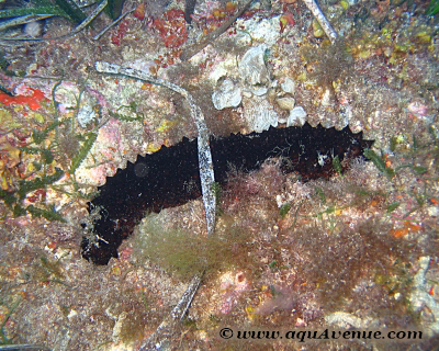 Echinodermes, les Holothurides Echinodermes, les Holothuride