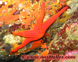 Etoile de mer