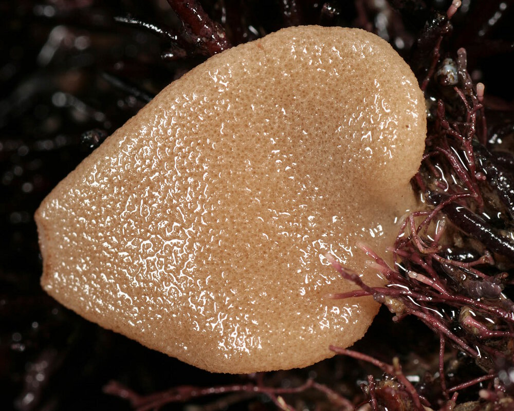 L'éponge bourse comprimée (Grantia compressa)