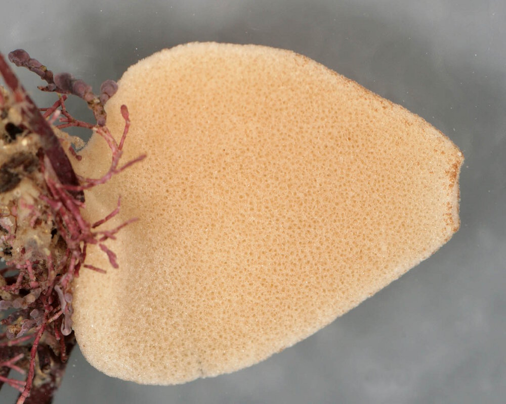 L'éponge bourse comprimée (Grantia compressa)