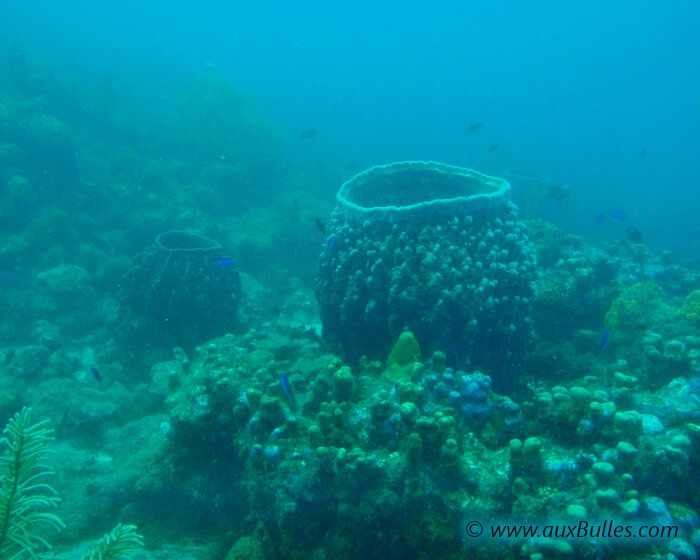 L'éponge tonneau se rencontre dans la mer Caraïbes et notamment dans la 'Réserve Cousteau' en Guadeloupe !
