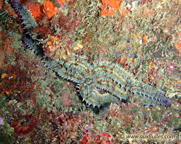 L'étoile de mer glaciaire s'abrite dans les anfractuosités rocheuses le jour