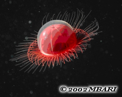 Benthocodon (Méduse) - Taille: 4 cm de diamètre - Profondeur: 500 à 3 500 m