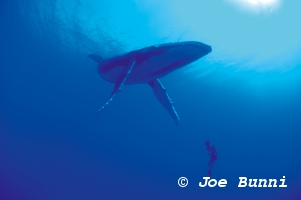 Plongeur � c�t� d'une baleine � bosse