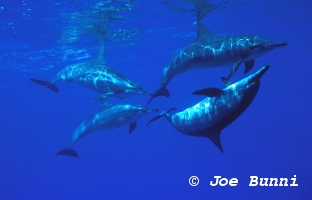 Dauphins � long bec