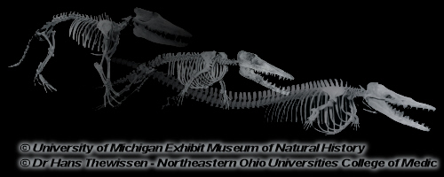 L'�volution des c�tac�s: Pakicetus - Ambulocetus - Dorudon