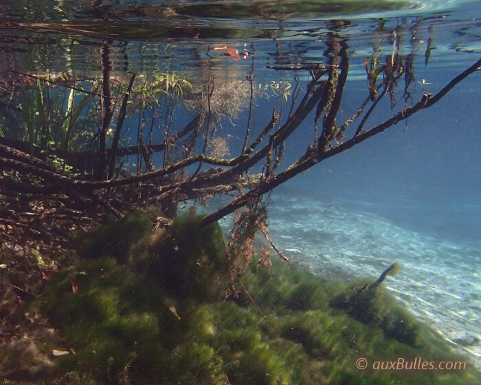 Le labyrinthe des racines de la végétation environnante se dévoile sous la surface de l'eau cristalline !