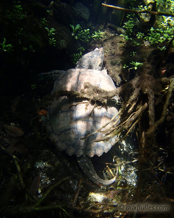 Observez avec attention pour avoir la chance de rencontrer une tortue serpentine (Chelydra serpentina osceola) ou Florida snapping turtle !