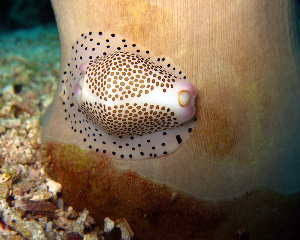 L'ovule ongle (Calpurnus verrucosus) L'ovule ongle (Calpurnus verrucosus)