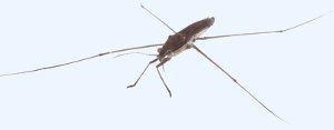 Le gerris ou araign�e d'eau