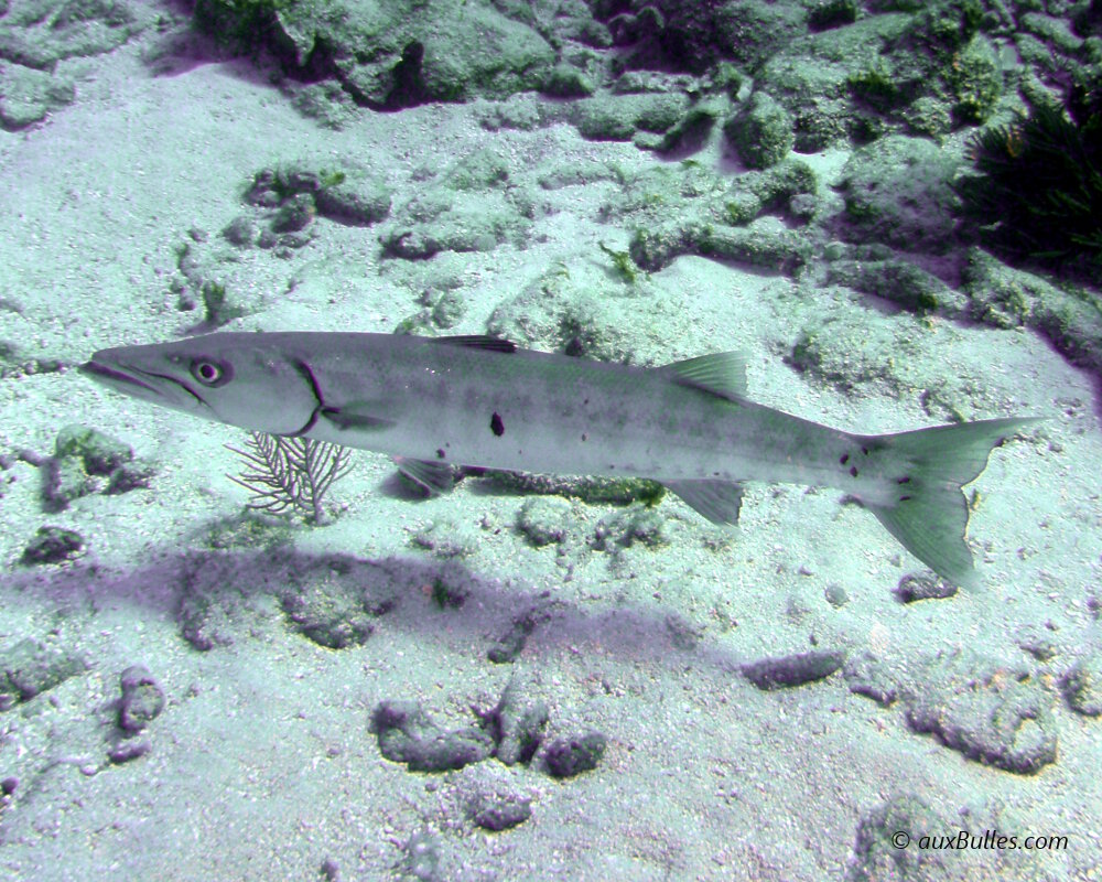 Le grand barracuda est un chasseur solitaire qui arpente le récif à l'affût d'une proie.