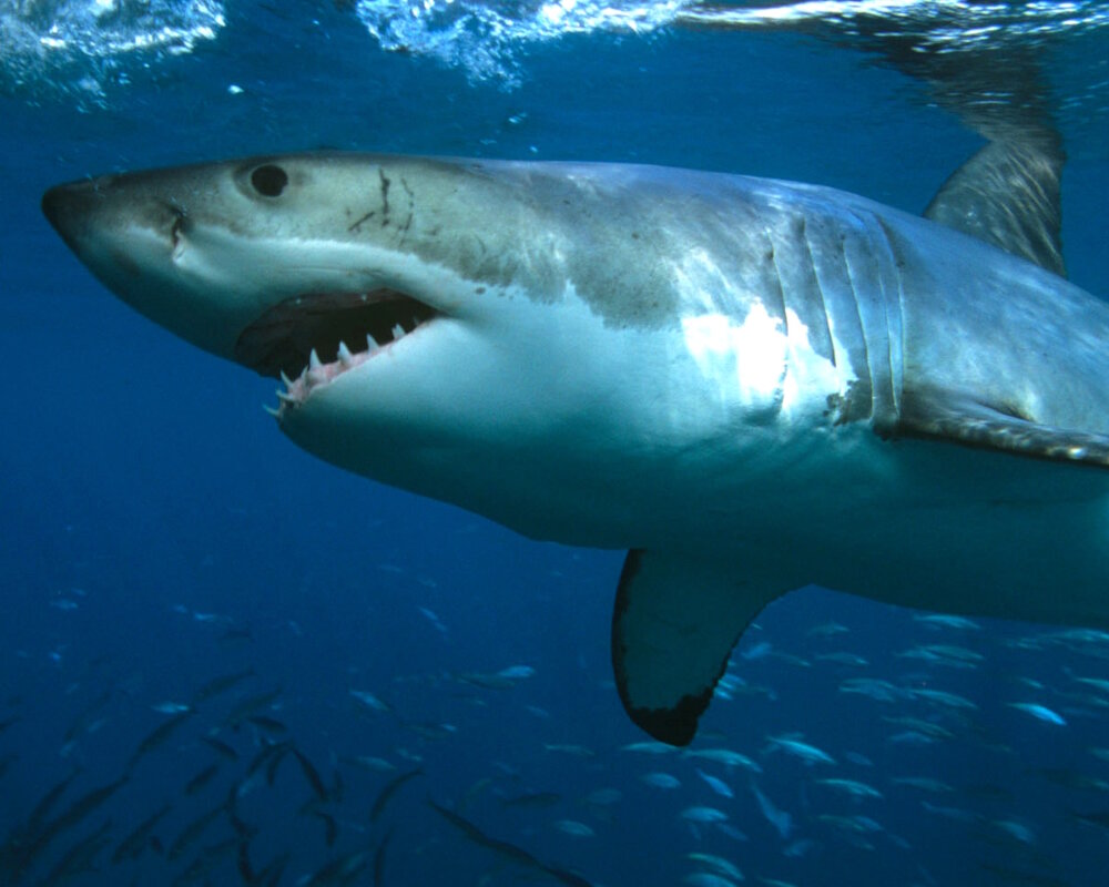 grand-requin-blanc-carcharodon-carcharias-02.jpg