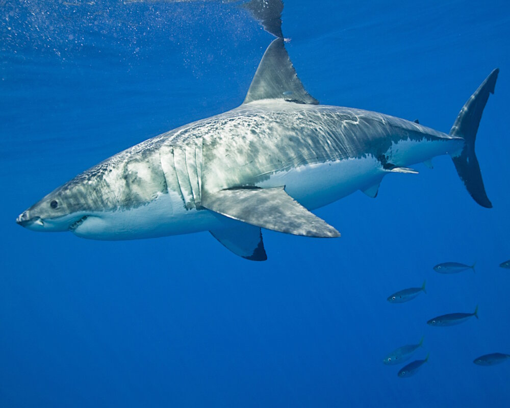 Le grand requin blanc est un requin solitaire mais il est parfois possible de le rencontrer en couple