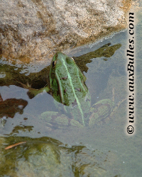 Les batraciens avec la grenouille verte